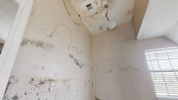Mold Remediation for Vacation Homes in Thomson, GA