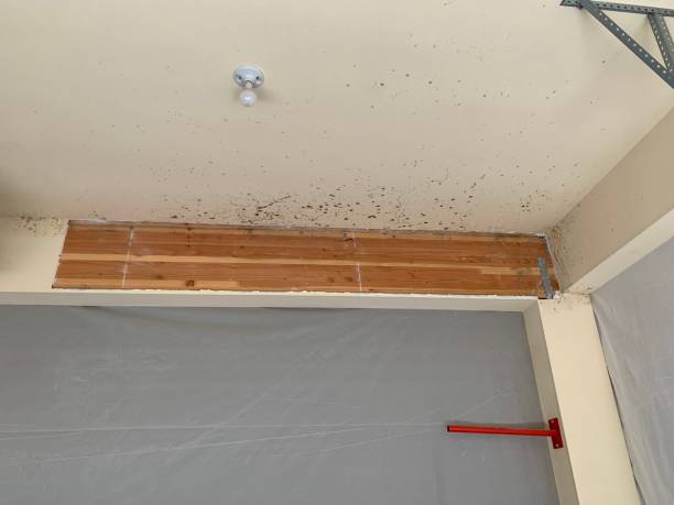 Best Attic Mold Removal  in Thomson, GA