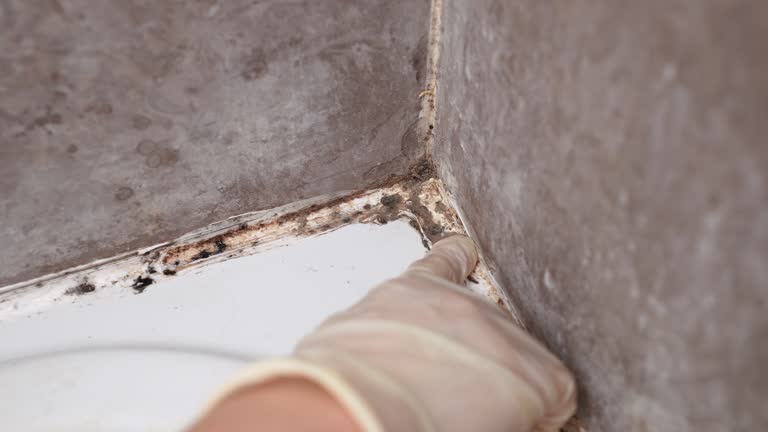 Best HVAC Mold Inspection and Cleaning  in Thomson, GA